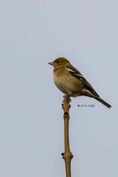 BR8A0816-Vink-Chaffinch-Buchfink-Pinson-des-arbres-Pinzon-vulgar_1