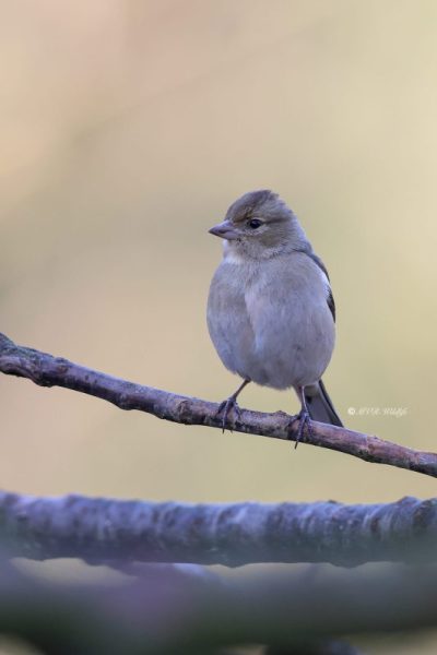 BR8A3710-Vink-Chaffinch-Buchfink-Pinson-des-arbres-Pinzon-vulgar_1