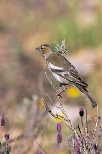 BR8A8783-Vink-Chaffinch-Bunchfink-Pinson-des-Arbres-Pinzon-Vulgar_1
