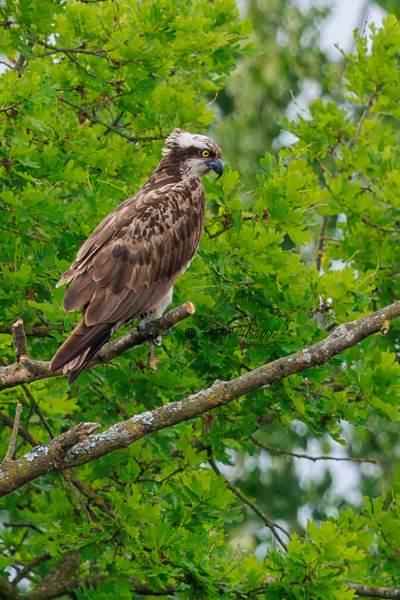 BR8A1660-Visarend-Pandion-haliaetus-Osprey-Fischadler-Balbuzard-pecheur-Aguila-pescadora_1