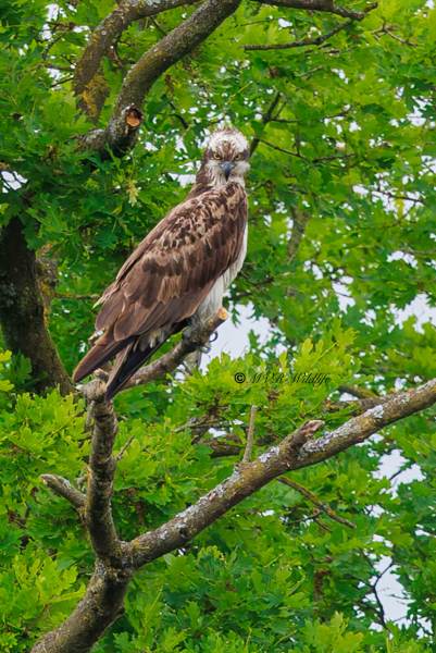 BR8A1696-Visarend-Pandion-haliaetus-Osprey-Fischadler-Balbuzard-pecheur-Aguila-pescadora_1