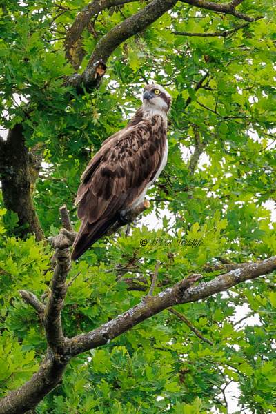 BR8A1871-Visarend-Pandion-haliaetus-Osprey-Fischadler-Balbuzard-pecheur-Aguila-pescadora_1