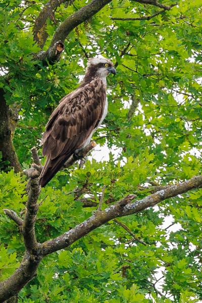 BR8A1890-Visarend-Pandion-haliaetus-Osprey-Fischadler-Balbuzard-pecheur-Aguila-pescadora_1