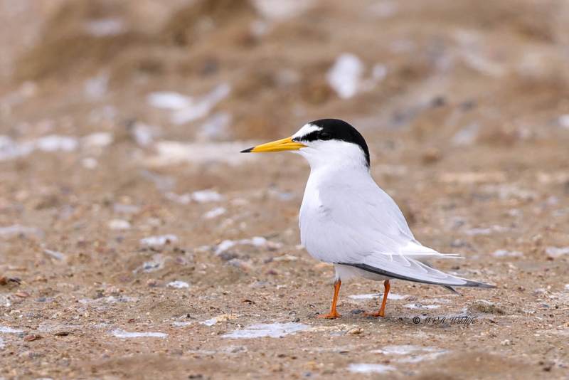 BR8A5186-Dwergstern-Sternula-albifrons-Little-Tern-Zwergseeschwalbe-Sterne-naine-Charrancito-comun_1