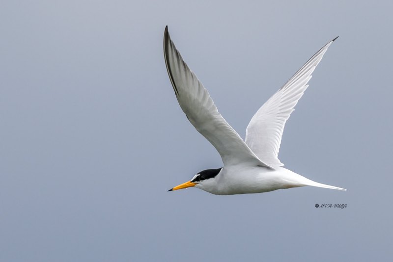 BR8A5223-Dwergstern-Sternula-albifrons-Little-Tern-Zwergseeschwalbe-Sterne-naine-Charrancito-comun_1