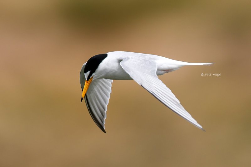 BR8A5230-Dwergstern-Sternula-albifrons-Little-Tern-Zwergseeschwalbe-Sterne-naine-Charrancito-comun_1
