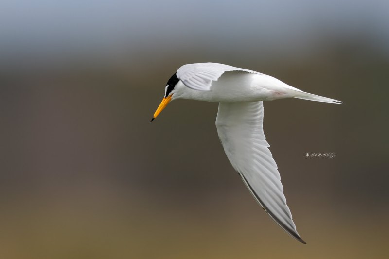 BR8A5233-Dwergstern-Sternula-albifrons-Little-Tern-Zwergseeschwalbe-Sterne-naine-Charrancito-comun_1