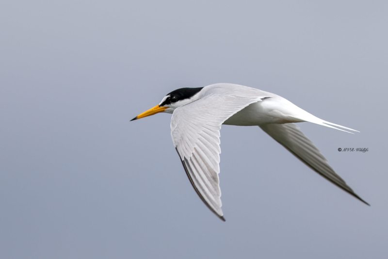 BR8A5235-Dwergstern-Sternula-albifrons-Little-Tern-Zwergseeschwalbe-Sterne-naine-Charrancito-comun_1