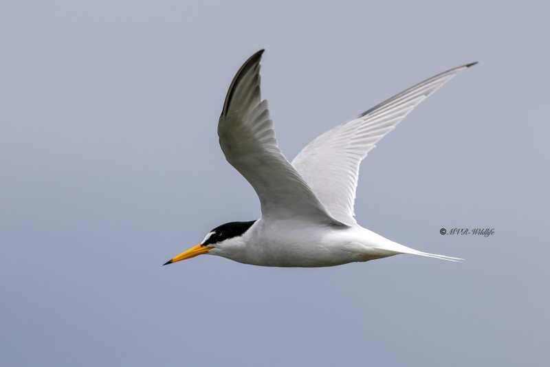 BR8A5236-Dwergstern-Sternula-albifrons-Little-Tern-Zwergseeschwalbe-Sterne-naine-Charrancito-comun_1