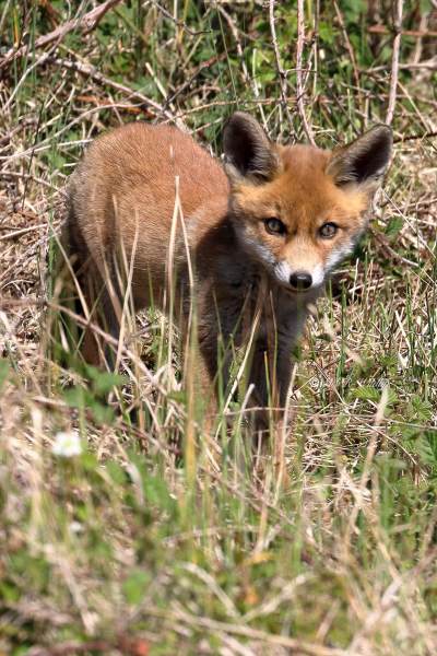 177A4531-Vos-Red-Fox-Rotfuchs-Renard-roux-Zorro_1