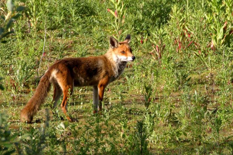 77A1009-Vos-Red-Fox-Rotfuchs-Renard-roux-Zorro_1