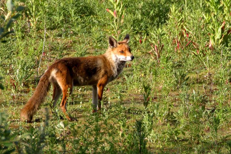 77A1009-Vos-Red-Fox-Rotfuchs-Renard-roux-Zorro_1
