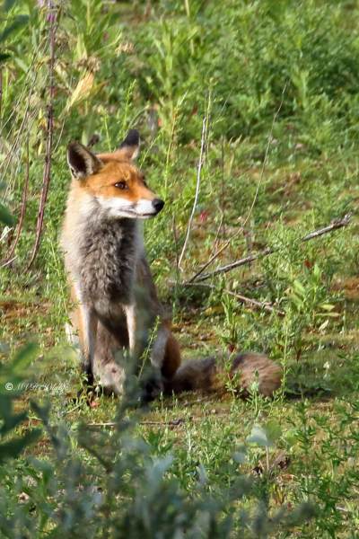 77A1021-Vos-Red-Fox-Rotfuchs-Renard-roux-Zorro_1