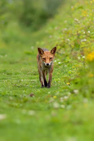 B65A6071-Vos-Red-Fox-Rotfuchs-Renard-roux-Zorro_1