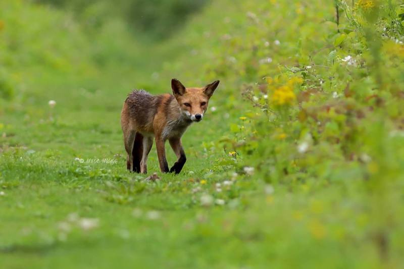 B65A6072-Vos-Red-Fox-Rotfuchs-Renard-roux-Zorro_1