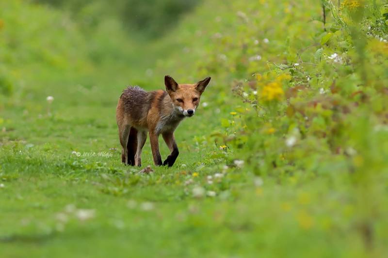 B65A6072-Vos-Red-Fox-Rotfuchs-Renard-roux-Zorro_1