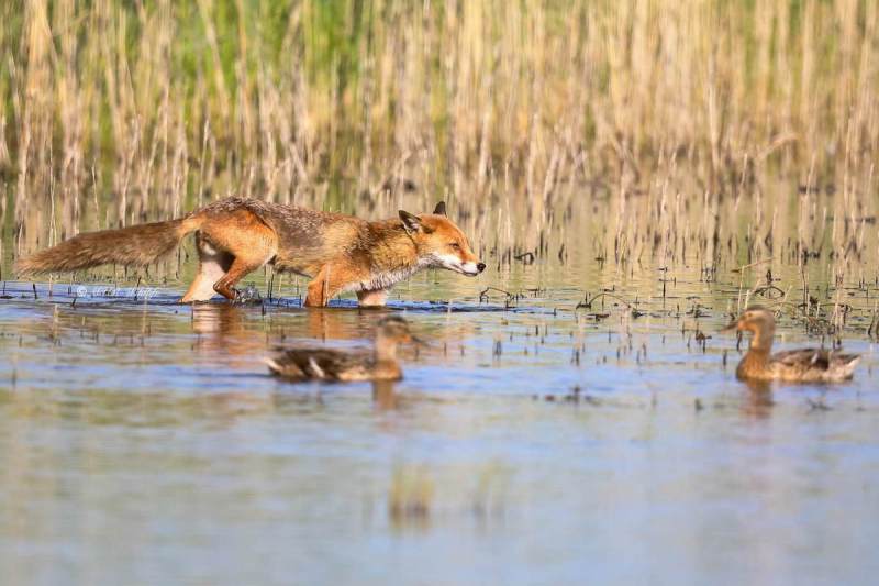 B65A7275-Vos-Red-Fox-Rotfuchs-Renard-roux-Zorro_1