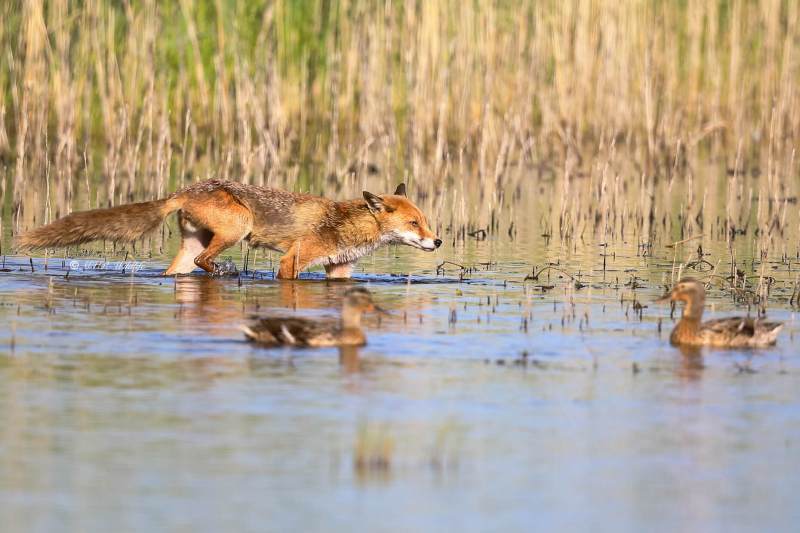 B65A7275-Vos-Red-Fox-Rotfuchs-Renard-roux-Zorro_1