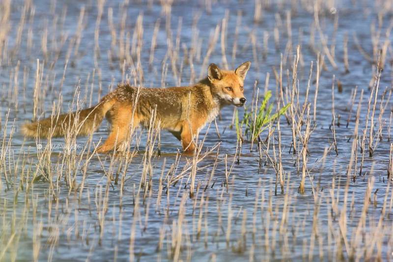 B65A7329-Vos-Red-Fox-Rotfuchs-Renard-roux-Zorro_1