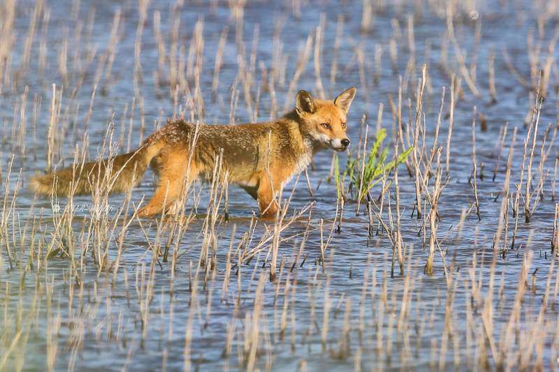 B65A7329-Vos-Red-Fox-Rotfuchs-Renard-roux-Zorro_1