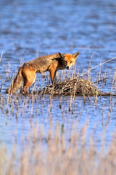 B65A7438-Vos-Red-Fox-Rotfuchs-Renard-roux-Zorro_1
