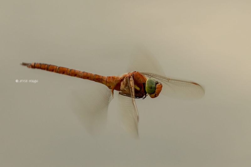 B65A0323-Vroege-Glazenmaker-Aeshna-Isoceles-Green-eyed-Hawker-Keilflechlibelle-Aeschne-isocele_1