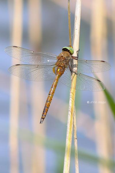 B65A2006-Vroege-Glazenmaker-Aeshna-Isoceles-Green-eyed-Hawker-Keilflechlibelle-Aeschne-isocele_1