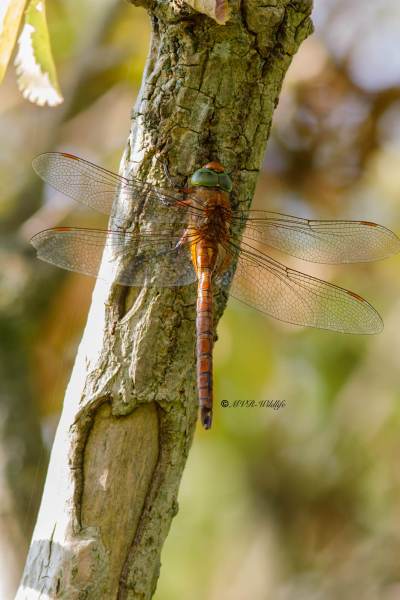 B65A4835-Vroege-Glazenmaker-Aeshna-Isoceles-Green-eyed-Hawker-Keilflechlibelle-Aeschne-isocele_1
