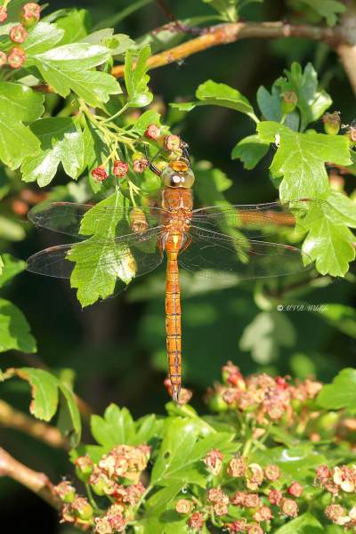 B65A9671-Vroege-Glazenmaker-Aeshna-Isoceles-Green-eyed-Hawker-Keilflechlibelle-Aeschne-isocele_1