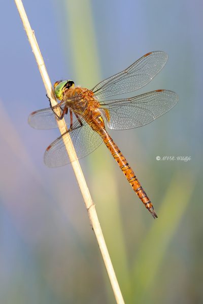 B65A9770-Vroege-Glazenmaker-Aeshna-Isoceles-Green-eyed-Hawker-Keilflechlibelle-Aeschne-isocele_1
