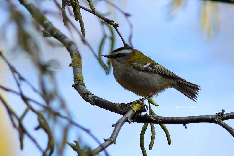 B65A9025-Vuurgoudhaan-Common-Firecrest-Sommergoldhahnchen-Roitelet-a-triple-bandeau-Reyezuelo-listado_1