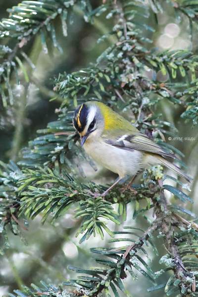 B65A9033-Vuurgoudhaan-Common-Firecrest-Sommergoldhahnchen-Roitelet-a-triple-bandeau-Reyezuelo-listado_1