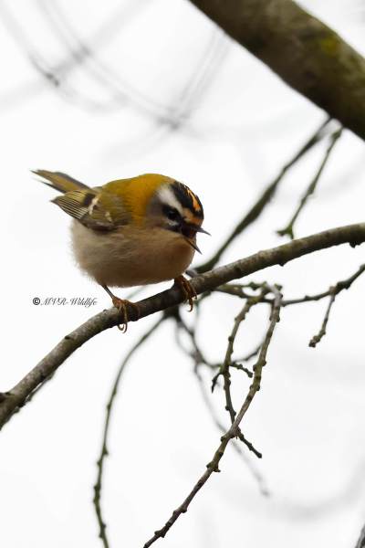 BR8A0360-Vuurgoudhaan-Common-Firecrest-Sommergoldhahnchen-Roitelet-a-triple-bandeau-Reyezuelo-listado_1