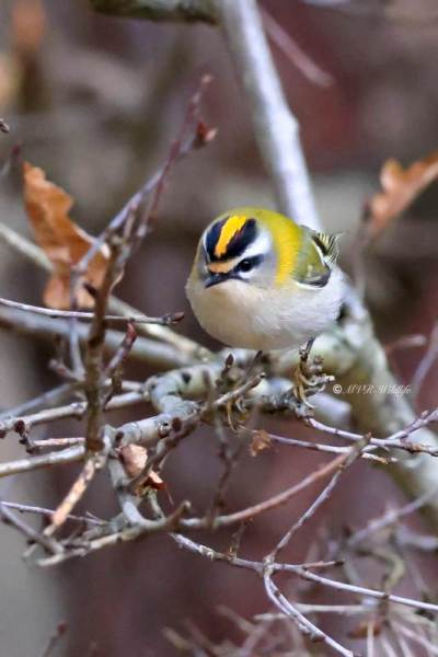 BR8A0378-Vuurgoudhaan-Common-Firecrest-Sommergoldhahnchen-Roitelet-a-triple-bandeau-Reyezuelo-listado_1