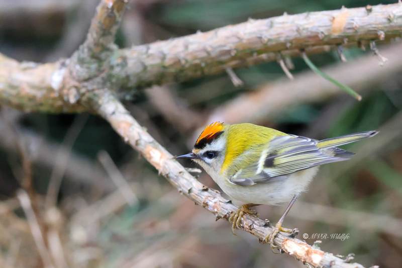 BR8A0400-Vuurgoudhaan-Common-Firecrest-Sommergoldhahnchen-Roitelet-a-triple-bandeau-Reyezuelo-listado_1