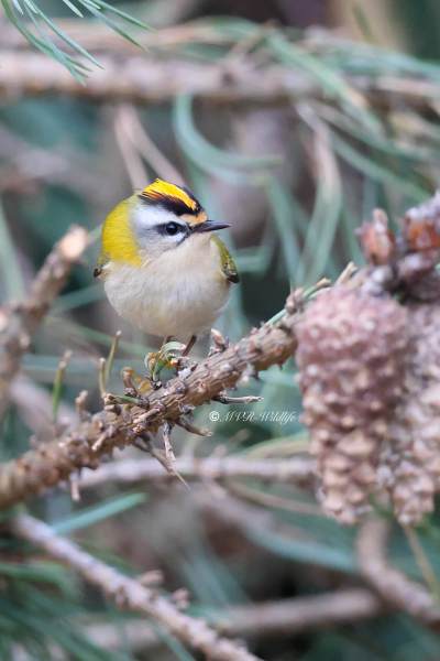 BR8A0402-Vuurgoudhaan-Common-Firecrest-Sommergoldhahnchen-Roitelet-a-triple-bandeau-Reyezuelo-listado_1