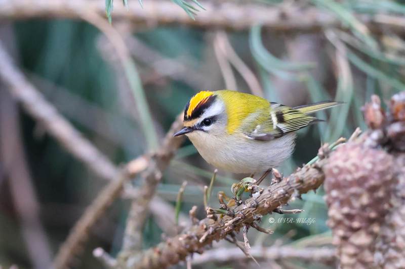 BR8A0404-Vuurgoudhaan-Common-Firecrest-Sommergoldhahnchen-Roitelet-a-triple-bandeau-Reyezuelo-listado_1