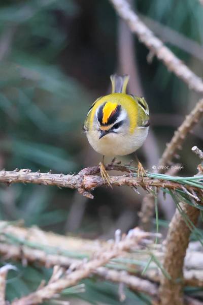 BR8A0408-Vuurgoudhaan-Common-Firecrest-Sommergoldhahnchen-Roitelet-a-triple-bandeau-Reyezuelo-listado_1