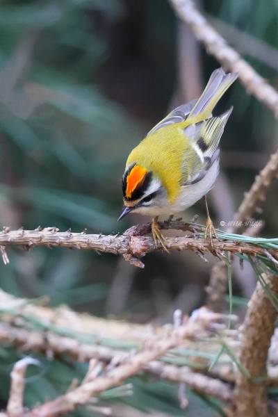 BR8A0410-Vuurgoudhaan-Common-Firecrest-Sommergoldhahnchen-Roitelet-a-triple-bandeau-Reyezuelo-listado_1