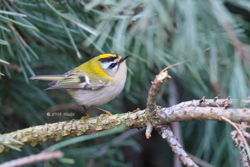 BR8A0412-Vuurgoudhaan-Common-Firecrest-Sommergoldhahnchen-Roitelet-a-triple-bandeau-Reyezuelo-listado_1