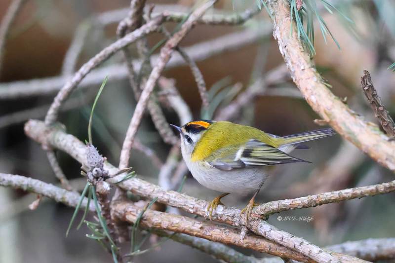 BR8A0421-Vuurgoudhaan-Common-Firecrest-Sommergoldhahnchen-Roitelet-a-triple-bandeau-Reyezuelo-listado_1