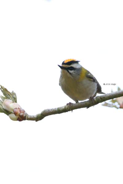 BR8A5491-Vuurgoudhaan-Common-Firecrest-Sommergoldhahnchen-Roitelet-a-triple-bandeau-Reyezuelo-listado_1