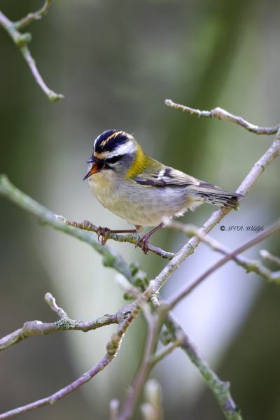 BR8A5536-Vuurgoudhaan-Common-Firecrest-Sommergoldhahnchen-Roitelet-a-triple-bandeau-Reyezuelo-listado_1