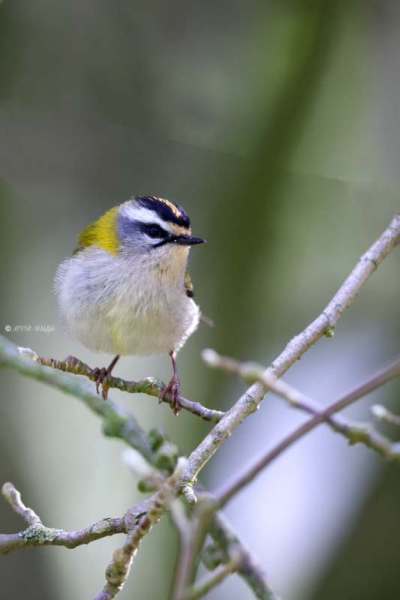 BR8A5540-Vuurgoudhaan-Common-Firecrest-Sommergoldhahnchen-Roitelet-a-triple-bandeau-Reyezuelo-listado_1