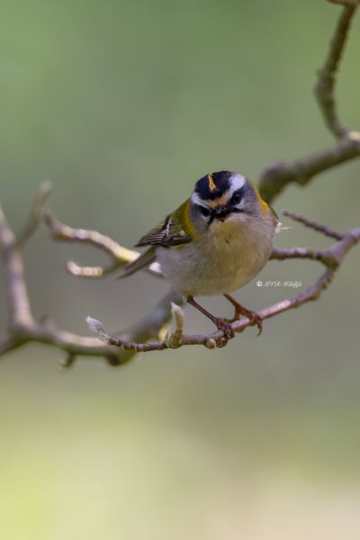 BR8A5618-Vuurgoudhaan-Common-Firecrest-Sommergoldhahnchen-Roitelet-a-triple-bandeau-Reyezuelo-listado_1