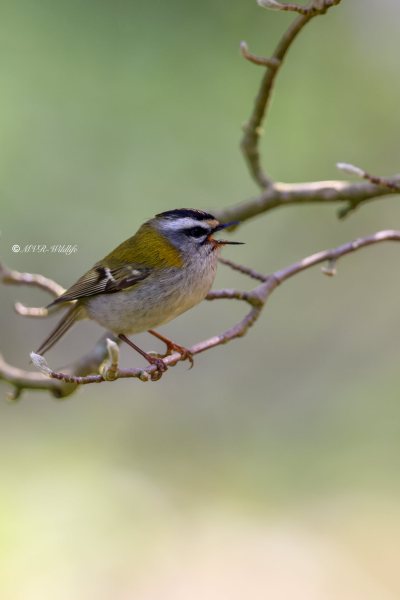 BR8A5626-Vuurgoudhaan-Common-Firecrest-Sommergoldhahnchen-Roitelet-a-triple-bandeau-Reyezuelo-listado_1