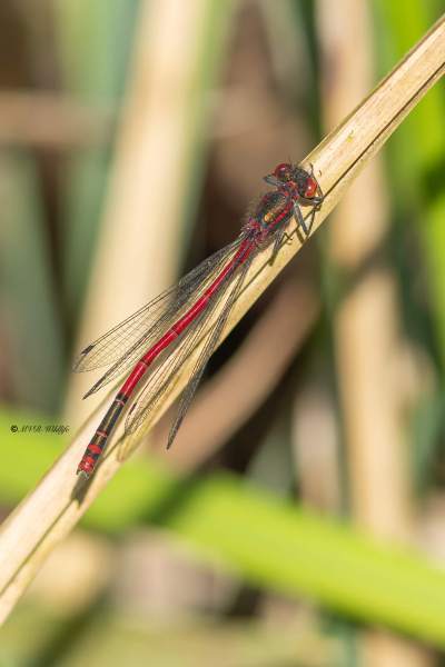 0N0A6779-Vuurjuffer-Pyrrhosoma-nymphula-Large-Red-Damselfly-Fruhe-Adonislibelle-Nymphe-au-corps-de-feu-Pyrrhosoma-nymphula_1