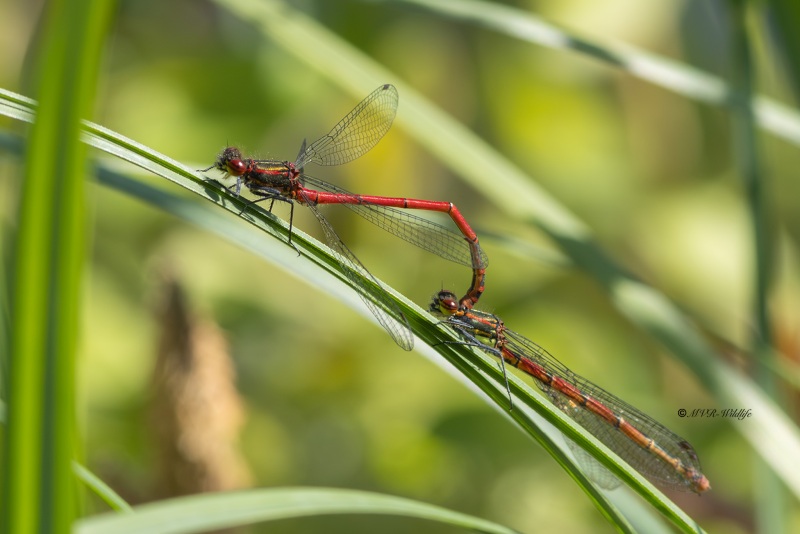 0N0A6835-Vuurjuffer-Pyrrhosoma-nymphula-Large-Red-Damselfly-Fruhe-Adonislibelle-Nymphe-au-corps-de-feu-Pyrrhosoma-nymphula