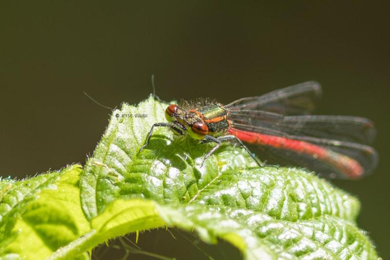 0N0A6878-Vuurjuffer-Pyrrhosoma-nymphula-Large-Red-Damselfly-Fruhe-Adonislibelle-Nymphe-au-corps-de-feu-Pyrrhosoma-nymphula_1