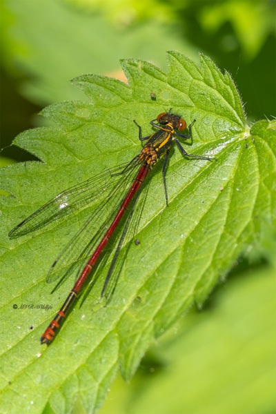 0N0A6942-Vuurjuffer-Pyrrhosoma-nymphula-Large-Red-Damselfly-Fruhe-Adonislibelle-Nymphe-au-corps-de-feu-Pyrrhosoma-nymphula
